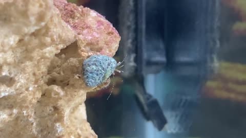 Tiny hermit crab sits on the edge