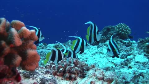 Tropical fish on coral reefs