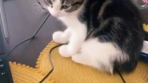 Funny Cat Videos - Baby Cats, Cute Cats