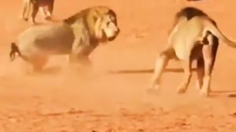 lion vs other lion dangers fight and moment