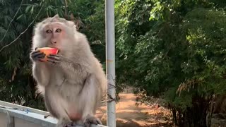 Feeding monkeys