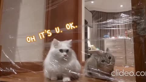 Rumble Funny & Cute Animals — Cats thinking are smart
