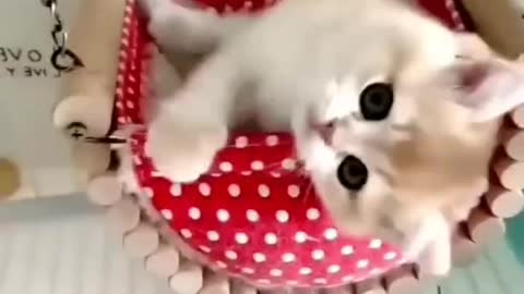 Cute_Cat_Funny_Video|_#cutebabyfunny_#Cat_#cute_#kitten_#baby