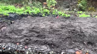 Video 2(b) Hugel Garden Update