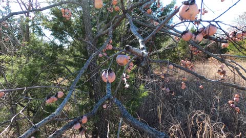 What is This Fruit Seed Thing? Tell ME!