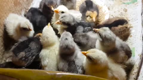 Chicks - Behavior of animals