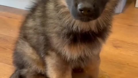 Cute German Shepherd punny 🐶