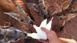 Baby Kangaroos Love Milk Time