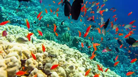 Tropical coral reef and small fishes in the Red Sea