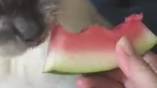 fluffy kittens love Watermelon