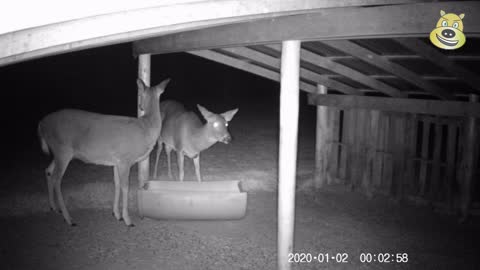 Nature Clips 9 - Deer At The Trough