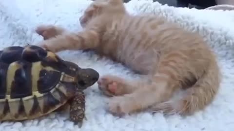 this turtle tries to eat the cat😂so funny