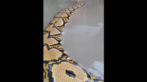 BIGGEST SNAKE ever FILMED! Giant python. You didn't see anything like it.