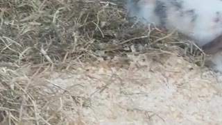 Brown dog in store stares down rabbits