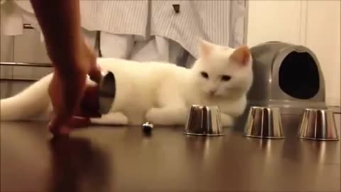 smart cat video