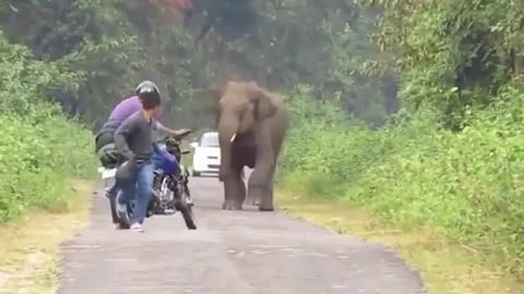 funny vedio elephant in anger