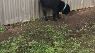 Pug with a Peculiar Potty Practice