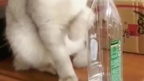 super funny video of cat