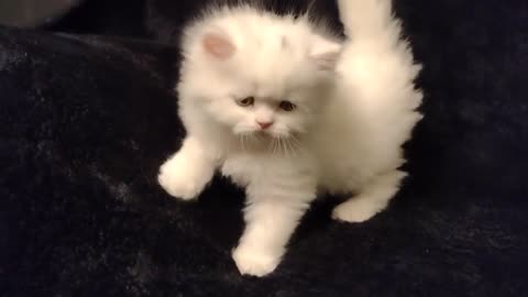 Cute newborn Persian kitten playing