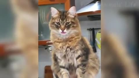 🤣 Funniest 🐶 Dogs And 😻Cats - Try Not To Laugh - Best Of The 2021 Funny Animal Videos