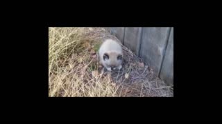 Man Finds Abandoned Kitten Outside, Adopts Her As A Pet And Introduces Her To New Friends