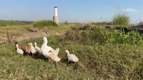 So cute and funny😂! The magical kitten leads a group of ducks to catch fish and swim in the river.