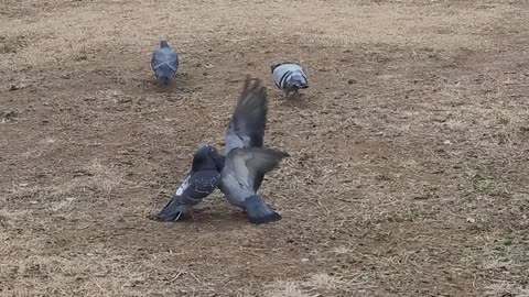 Fight of the real man pigeons