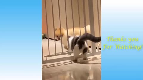 Cute Pets and Others Funny Compilation