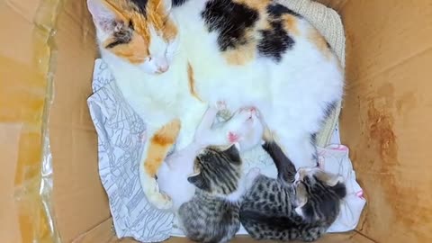 The mother breastfeeds and caresses her kittens.