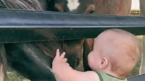 Baby meets horses for the first time