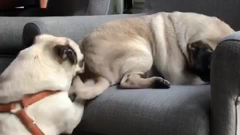 The Pug Butt Scratcher!