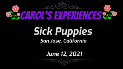 Carol's Experiences - Sick Puppies - June 12, 2021