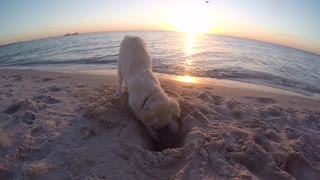 Golden Retriever Puppy gets upset when a camera goes in his hole