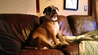 Boxer Argues With Owner About Sofa Privileges