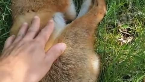 red fox sleeping in the forest