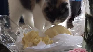 Cats Reaction to Durian