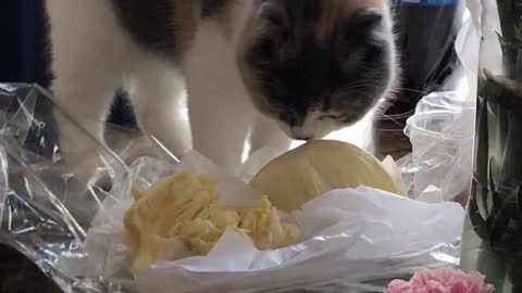 Cats Reaction to Durian