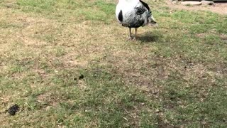 Dad & daugther talks with A turkey
