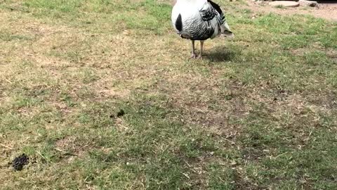 Dad & daugther talks with A turkey