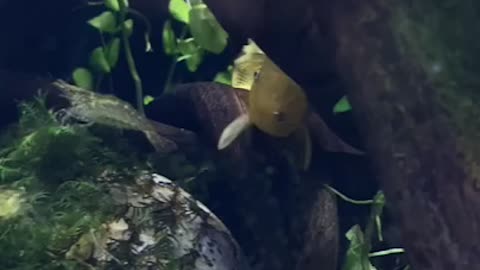 moss cleaning fish, Ancistrus