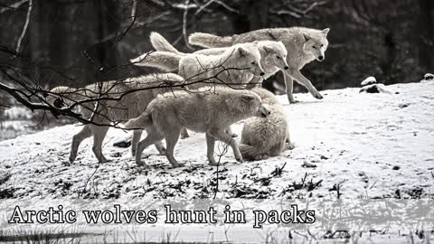 The White Wolf - Fun Facts