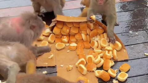 A big box of bread was eaten up in seconds by the monkeys.