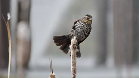 A beautiful bird on a tree branch with the sounds of waterfalls singing