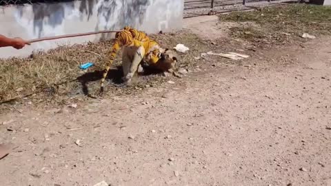 Pranking Dog with Fake Tiger