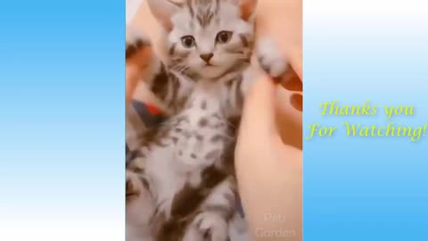 Cutest Kittens of 2021 Super Cute Kittens Cat Compilations Must Watch
