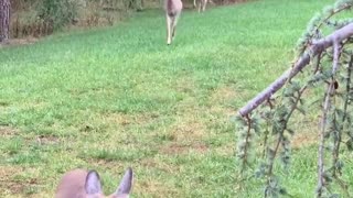 Herd of Deer Say Hello