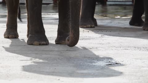 MS Low section of elephants Thailand