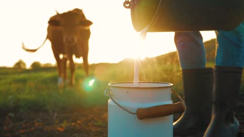 Fresh milk concept. Woman pours milk into can at sunset