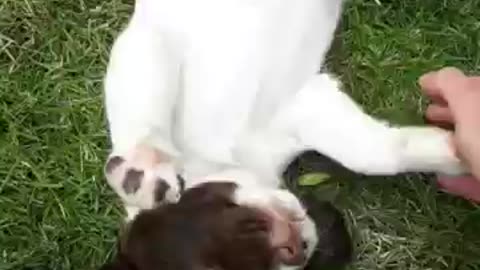 Cute puppy playing with mum #puppy #cute #spaniel