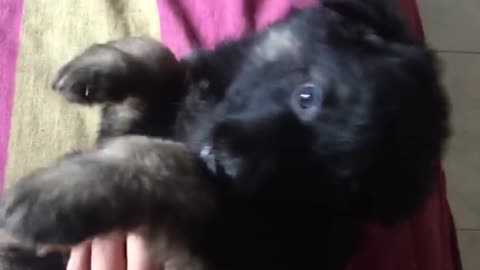 7 Weeks Old German Shepherd Having Fun